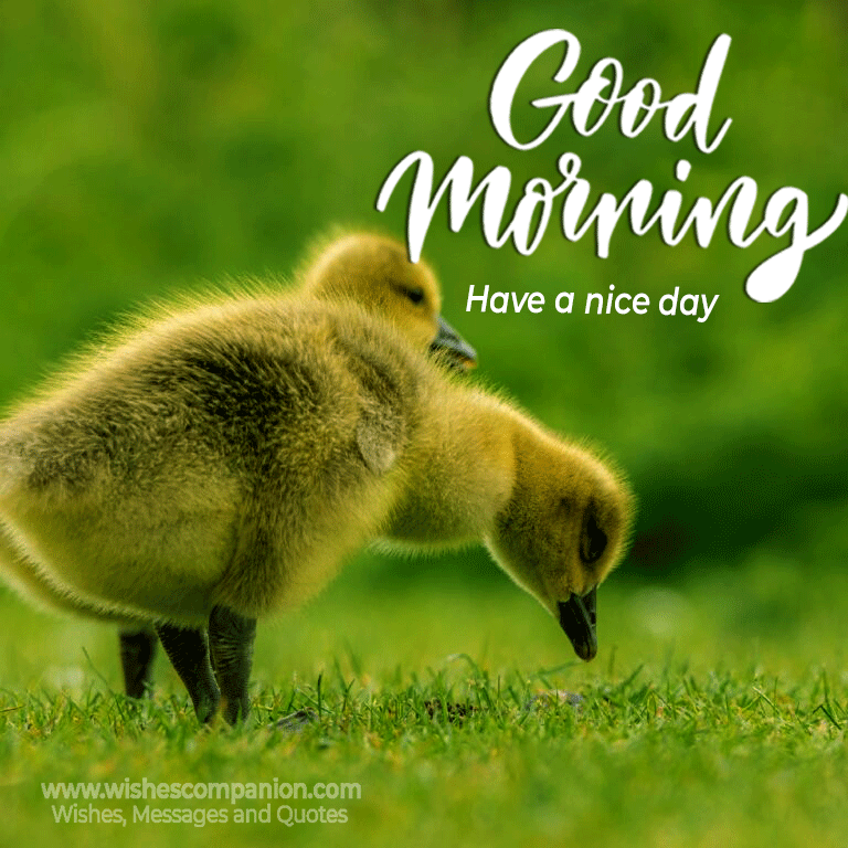 50+ Best Good Morning Wishes and Graphics