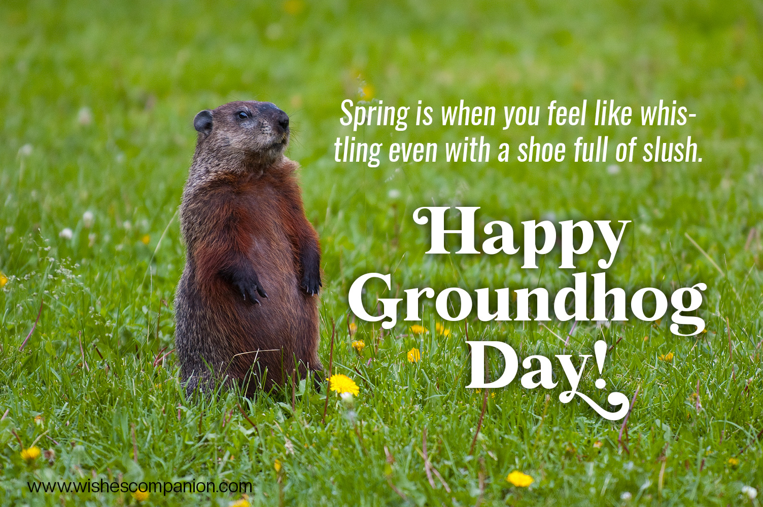 Groundhog-Day-wishes-and-quotes