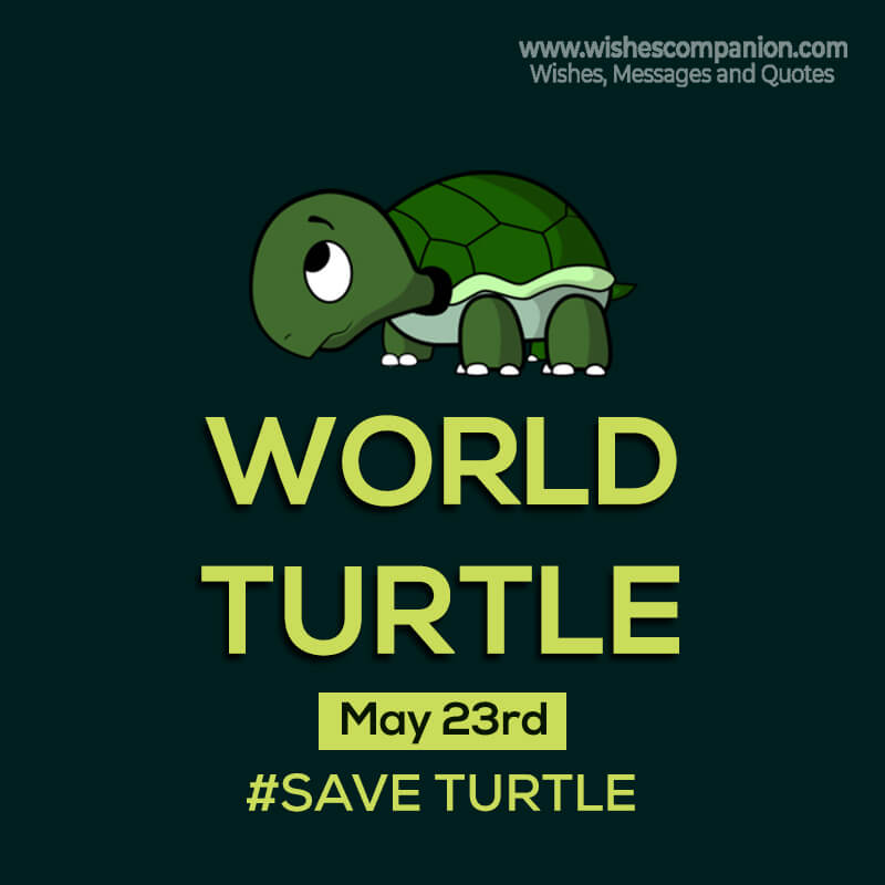 World Turtle Day Wishes, Messages and Quotes