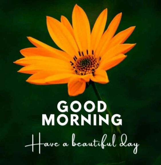 50+ Marigold Flower Good Morning Images